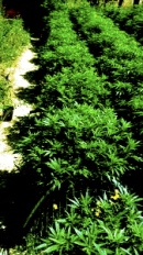 cannabis row 2